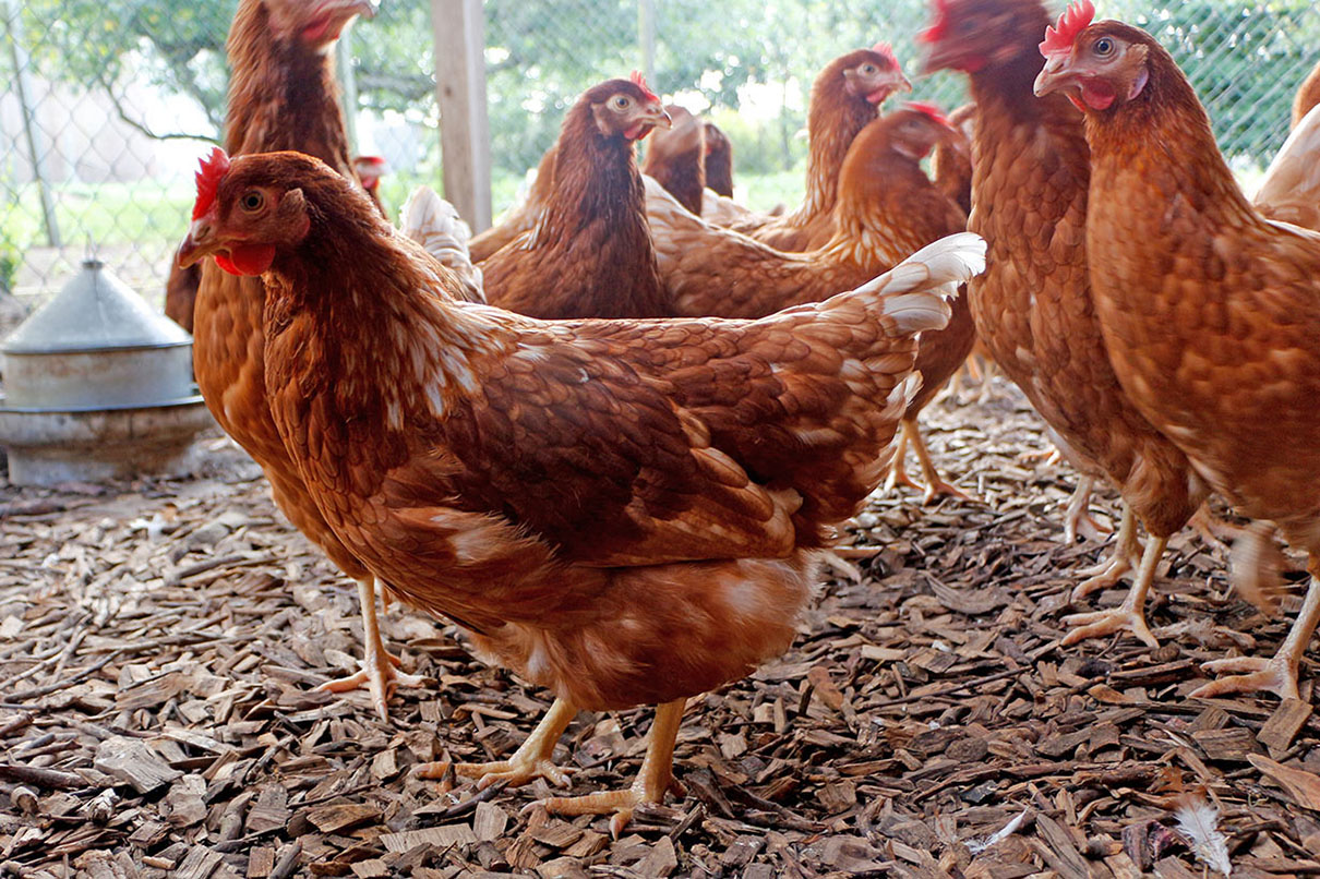 Hofladen Mangelsen - unsere Hühner